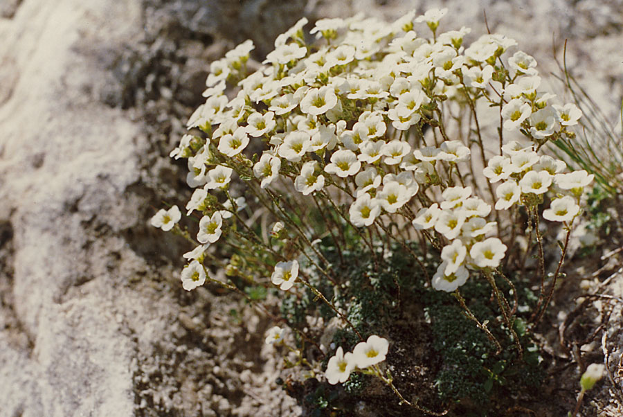 Saxifraga del passo del Frate da id.